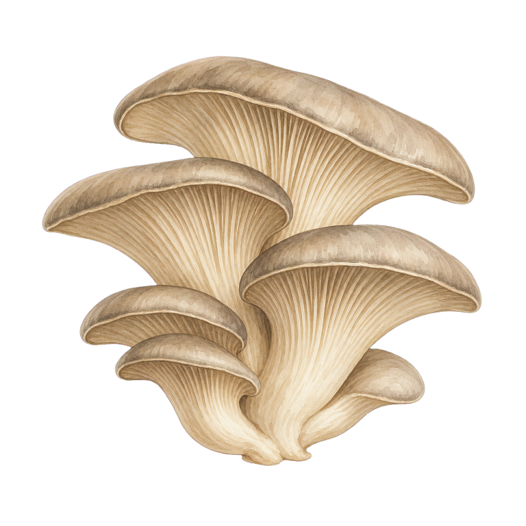 Austernpilze