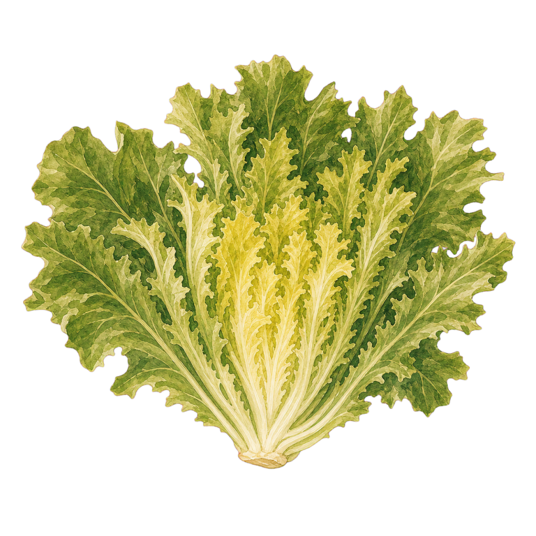 Endivien
