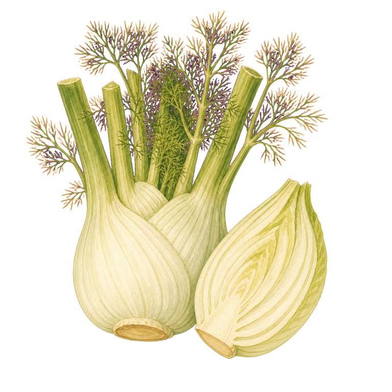 Fenchel