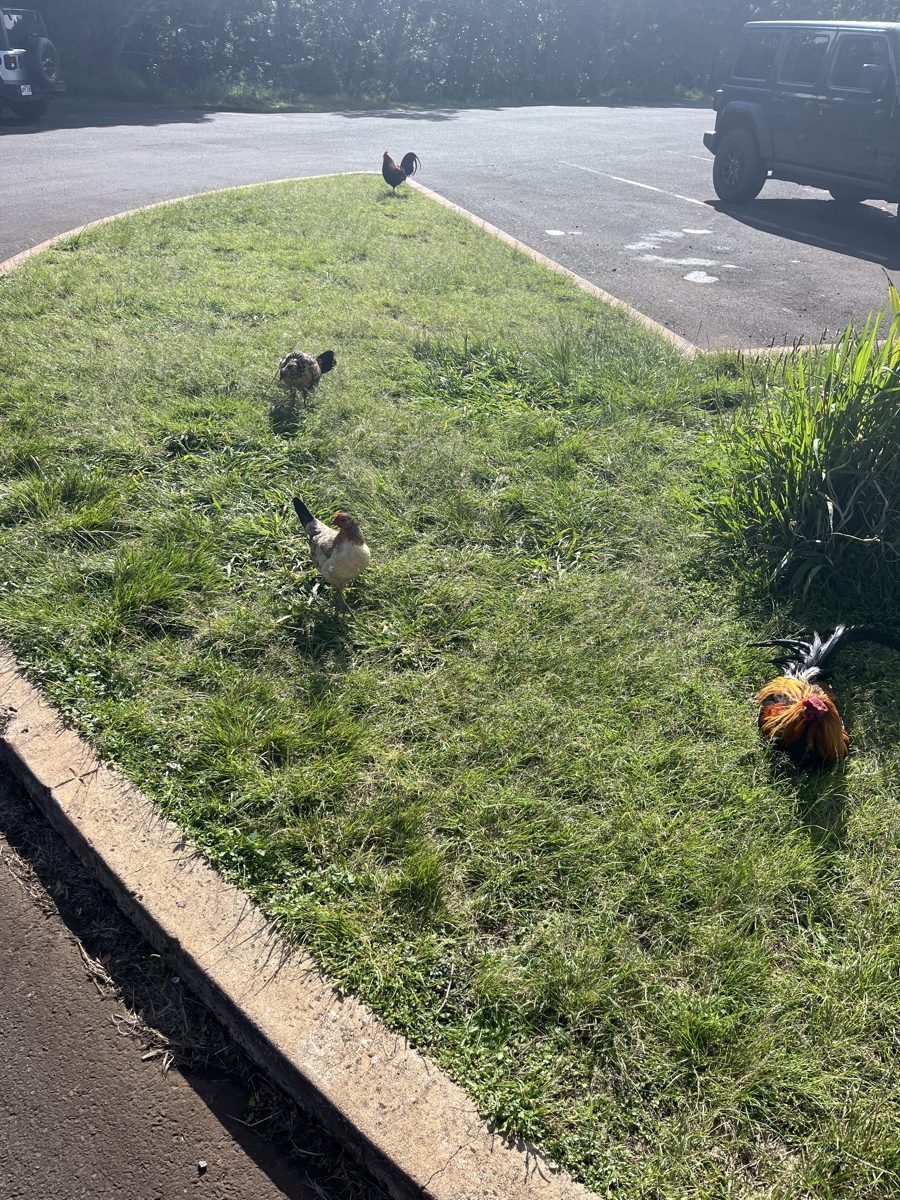 Freilaufendes Huhn auf Kauaʻi