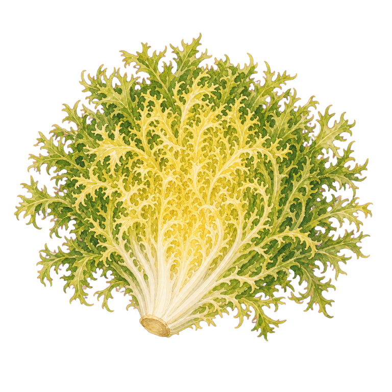 Frisée